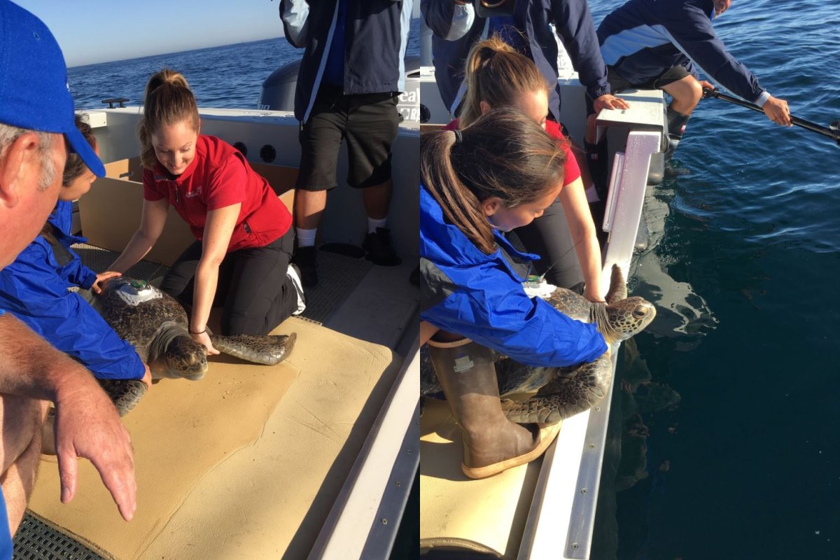 Staff from the Vancouver Aquarium and SeaWorld release Comber the sea turtle off the coast of San Diego.