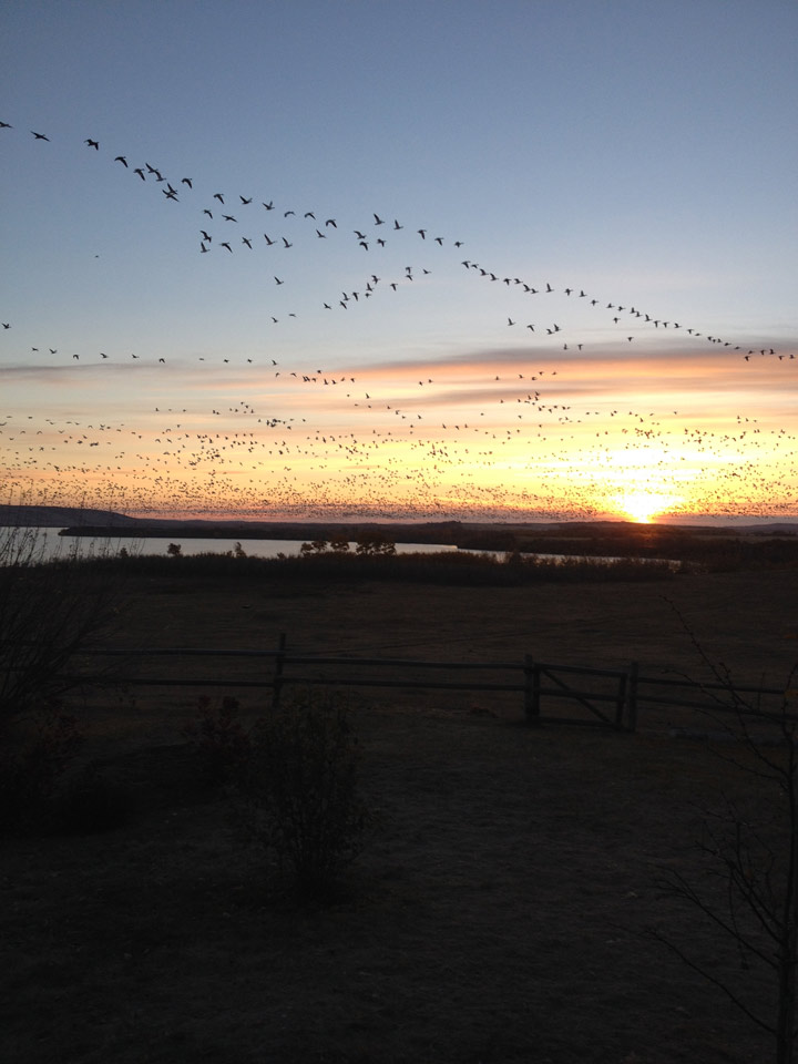 Oct. 25: This Your Saskatchewan photo of geese heading south was taken by Jessica Sehn in North Battleford.