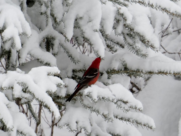 Photo Credit: Daryle Friesen (St. Laurent, Man.)