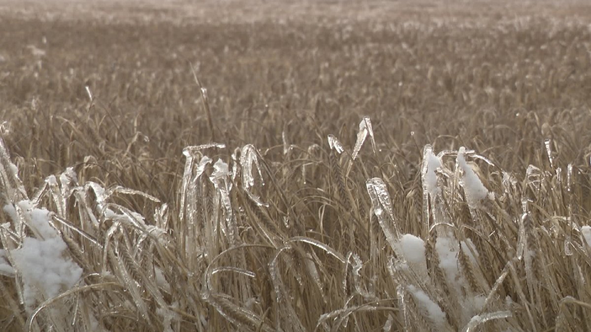 Rain and snow combine to bring harvest to a standstill in Saskatchewan.