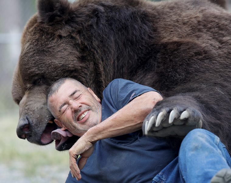 In this Wednesday, Sept. 7, 2016 photo, Jim Kowalczik plays with Jimbo, a 1500-pound Kodiak bear, at the Orphaned Wildlife Center in Otisville, N.Y.