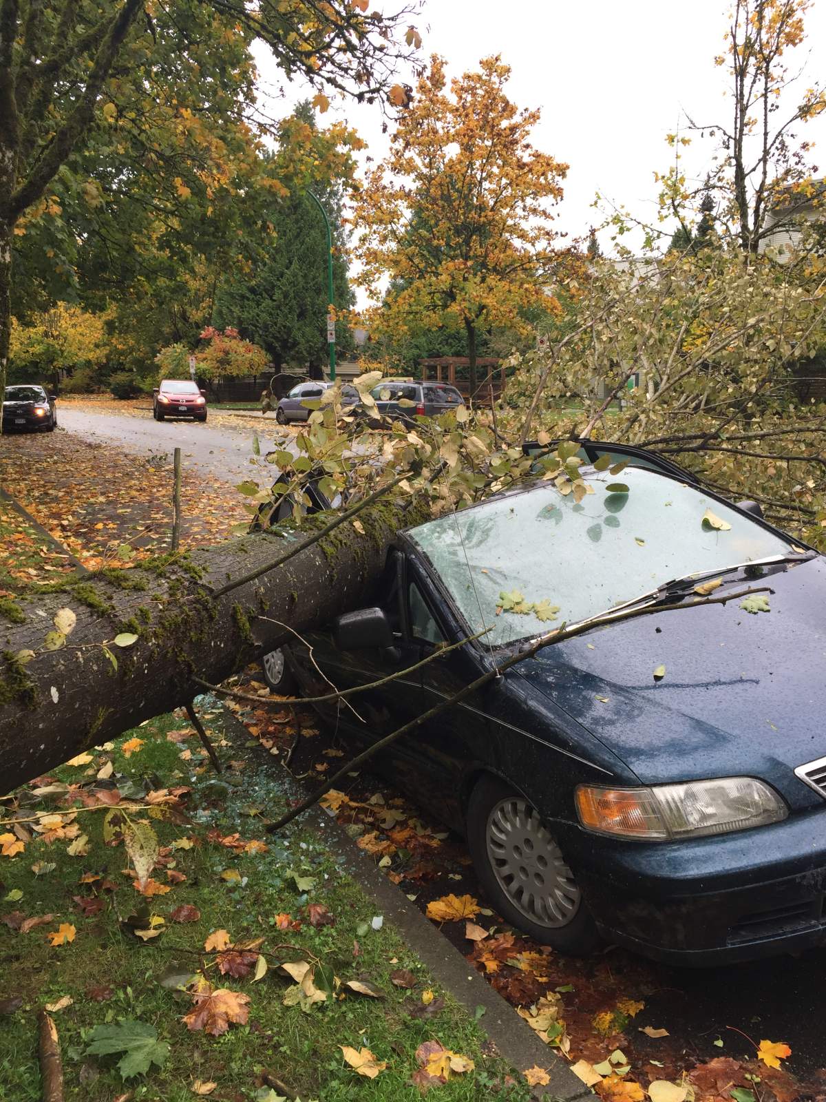 Storm moving across southern B.C. knocks out power, downs trees - image