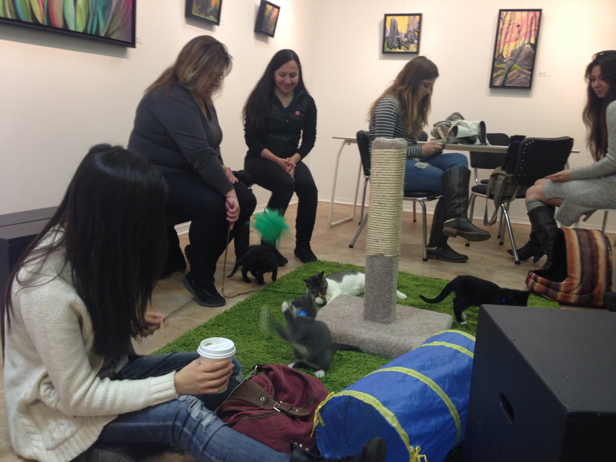 Edmonton popup cat café supporting local rescue groups sells out