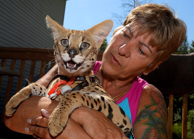 Margueret Lewis holds her female Serval cat named Koshi, 13 months, at her home in Carp, Ont., on Wednesday July 6, 2016. THE CANADIAN PRESS/Sean Kilpatrick.