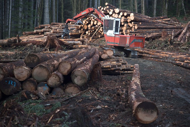 A section of forest is harvested by loggers near Youbou, B.C. Wednesday, Jan. 14, 2015. 