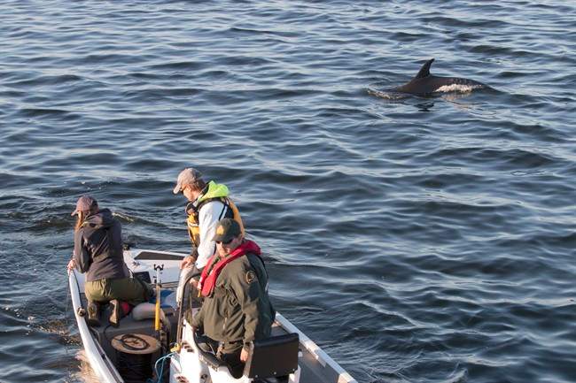 Members of the Marine Animal Response Society attempt to herd dolphins stranded in shallow waters in Lameque, N.B., out to sea on Thursday Oct. 6, 2016.