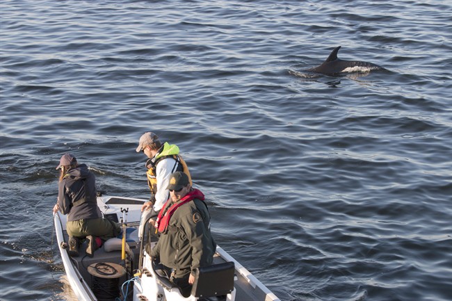 Members of the Marine Animal Response Society attempt to herd dolphins stranded in shallow waters in Lameque, N.B., out to sea on Thursday Oct. 6, 2016.