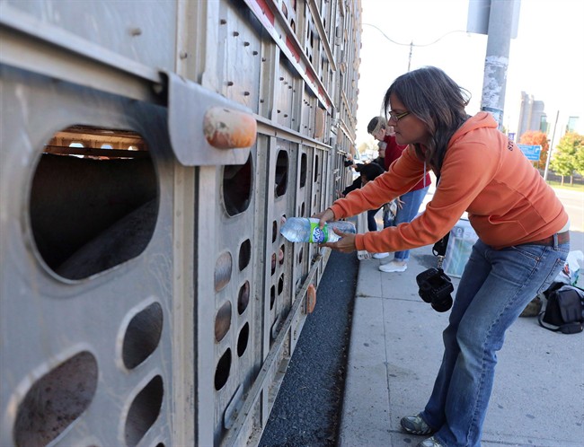 Scott Thompson: Protesters put rights of pigs before rights of humans - image