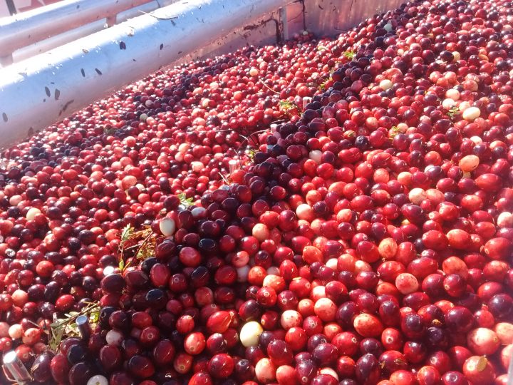 Quebec’s cranberry industry a booming Thanksgiving staple Montreal
