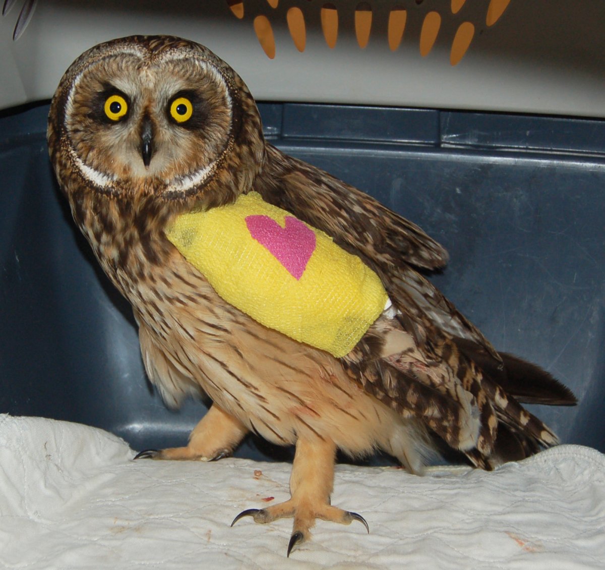 BC SPCA looks for public’s help to pay $4000 vet bill for rare owl - image