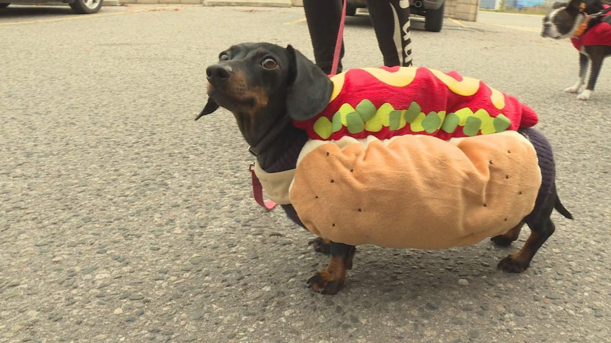Pets Parade in Kelowna’s Pandosy Village - image