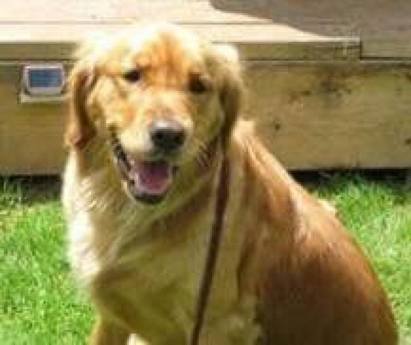 Police say Sasha ran away during the Thanksgiving weekend.