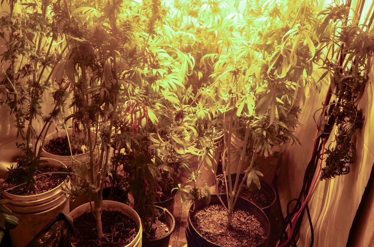 RMCP are turning to the public for help after they uncovered and took down a large marijuana grow at a home in Fisher River, Manitoba.