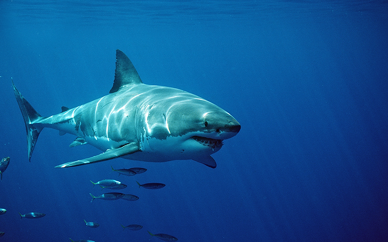 Great White Shark, Australia, Dangerous Reef, Neptune Island, Atlantic Ocean.