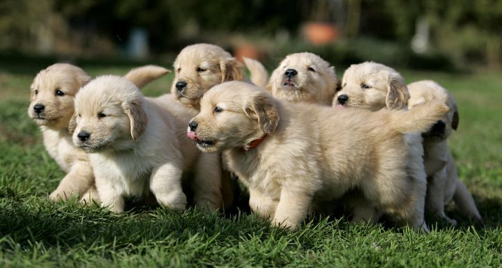 Pictures of best sale golden retriever puppies