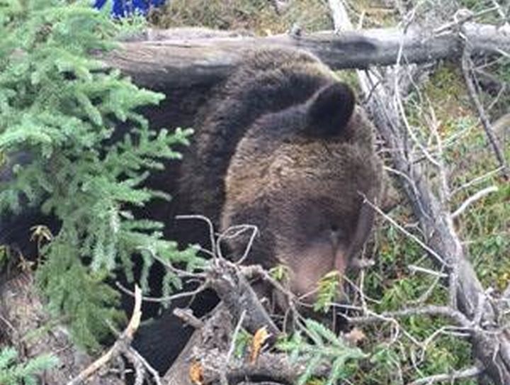 Alberta Fish and Wildlife officers are investigating after a marked grizzly bear was shot and killed near Hinton, Alta. on Monday, Oct. 3, 2016.