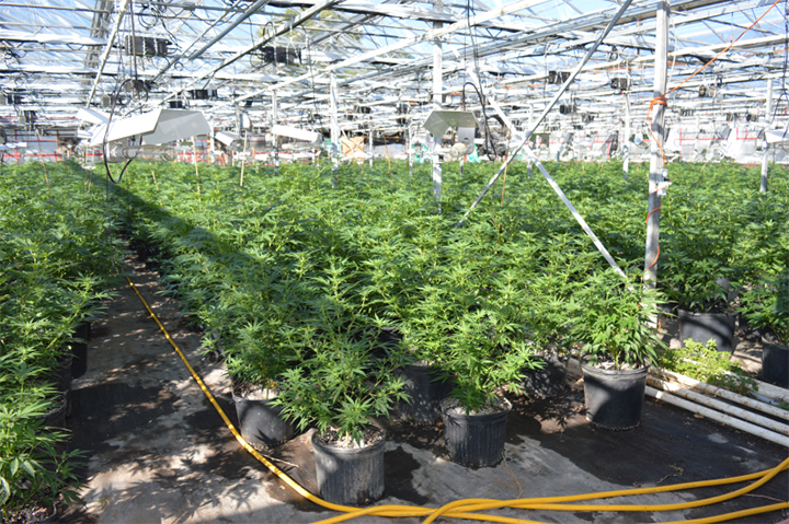 4,000 illegal marijuana plants seized from Health Canada licensed grow ...