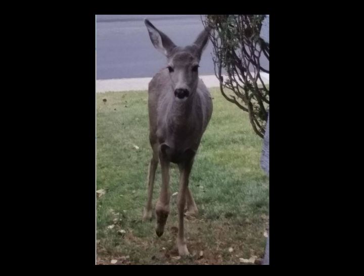 A woman in Okotoks is asking for help for a deer she says has been injured since July.