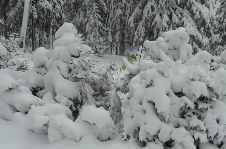 Oct. 19: This Your Saskatchewan photo was taken by Dianne Leier at Jumbo Beach where they saw approximately a foot of snow over the weekend.