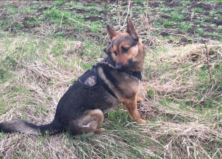 Kelowna RCMP K9 unit helps with downtown arrests Okanagan Globalnews.ca