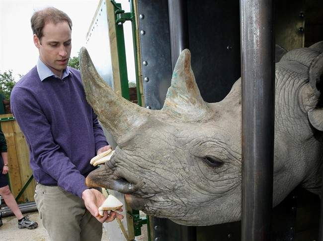 In this Wednesday June 6, 2012 file photo Britain's Prince William feeds a black rhino called Zawadi as he visits Port Lympne Wild Animal Park in Port Lympne, southern England.