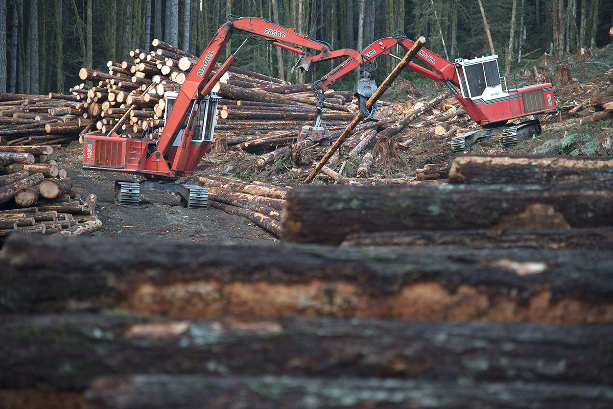 A section of forest is harvested by loggers near Youbou, B.C. Wednesday, Jan. 14, 2015.