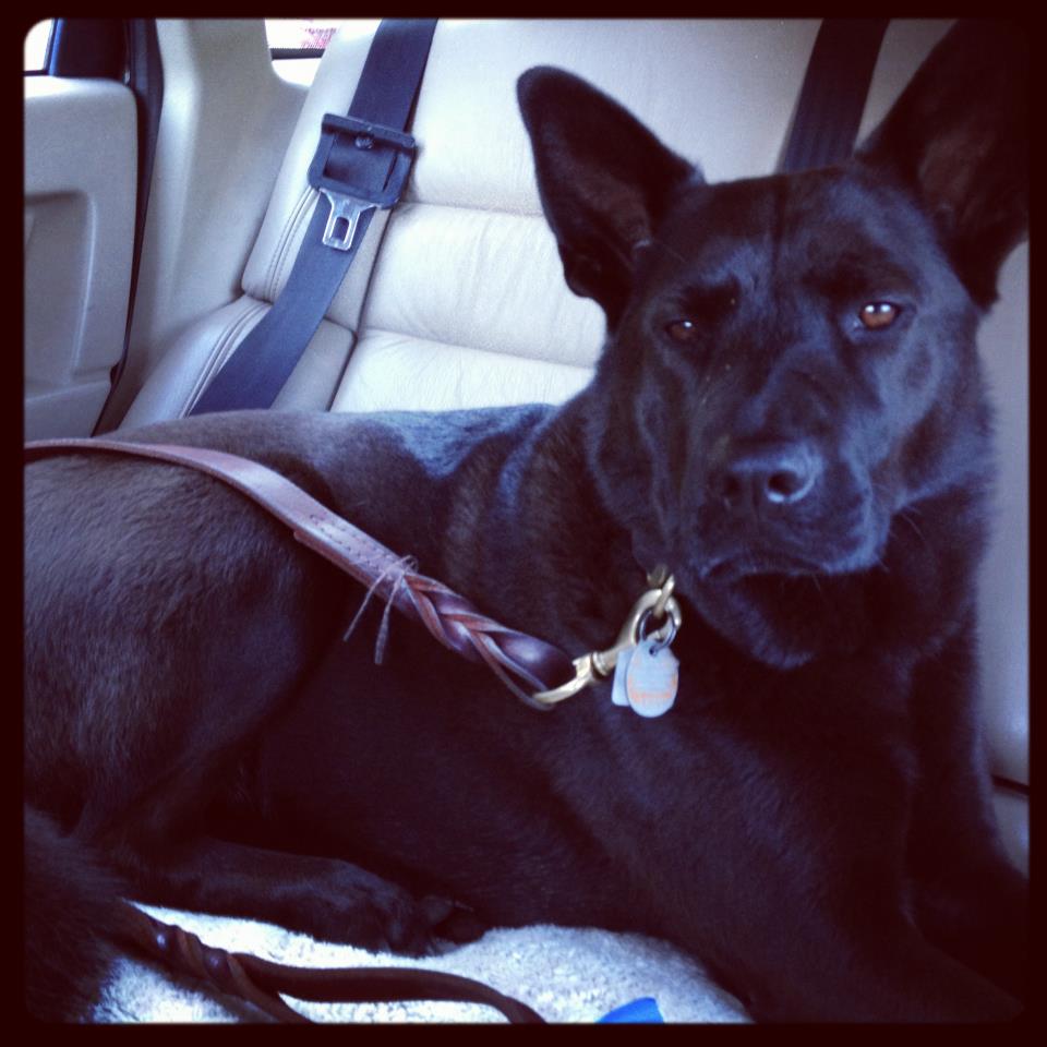 Dog spooked by fireworks runs off, hit and killed by SkyTrain - image