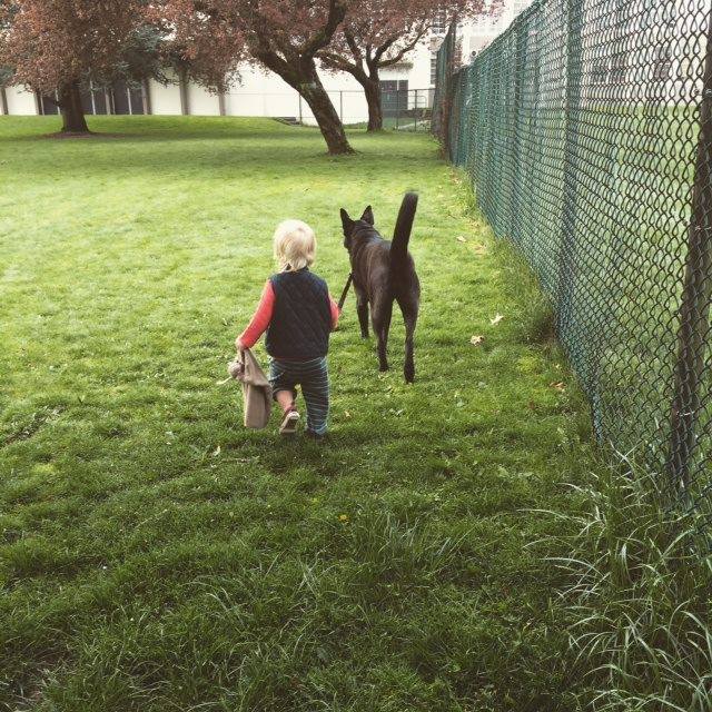 Dog spooked by fireworks runs off, hit and killed by SkyTrain - image