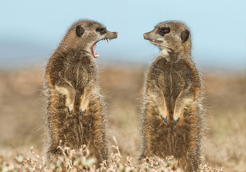 Meerkats appear to be getting in a heated dispute. The Saskatoon zoo will soon be the permanent home to two mobs of meerkats.