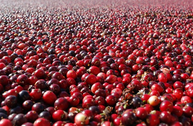  In a study published Thursday, Oct. 27, 2016 in the Journal of the American Medical Association, cranberry capsules didn't prevent or cure urinary infections in nursing home residents. The research adds to decades of conflicting evidence on whether cranberries in any form can prevent extremely common bacterial infections. 