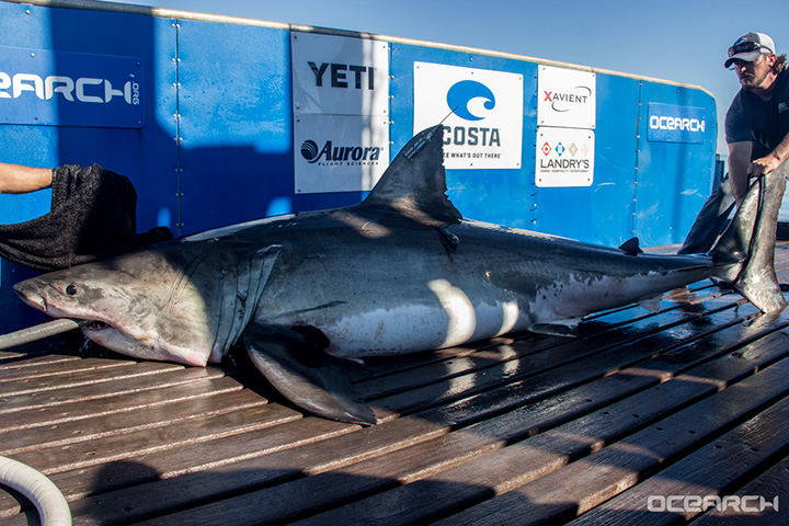 The 756-kilogram, 3.6-metre young female great white shark was first tagged by OCEARCH researchers off the coast of Nantucket, Massachusetts, on Sept. 22.