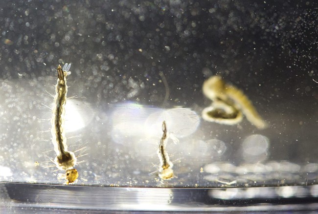 In a Wednesday, Aug. 24, 2016 file photo, Aedes Aegypti mosquito larvae swim in a container displayed at the Florida Mosquito Control District Office, in Marathon, Fla.