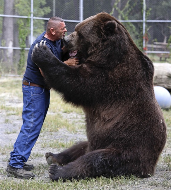 In this Wednesday, Sept. 7, 2016 photo, Jim Kowalczik plays with Jimbo, a 1500-pound Kodiak bear, at the Orphaned Wildlife Center in Otisville, N.Y. (AP Photo/Mike Groll)