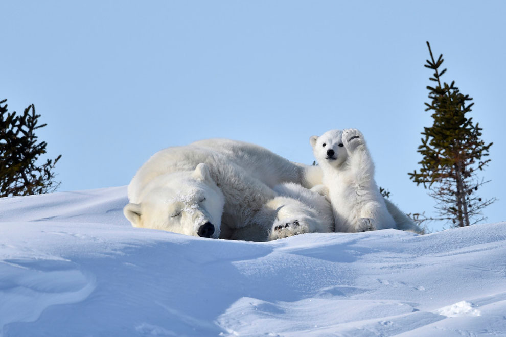 A polar bear cub appears to be waving at the camera in Manitoba. 