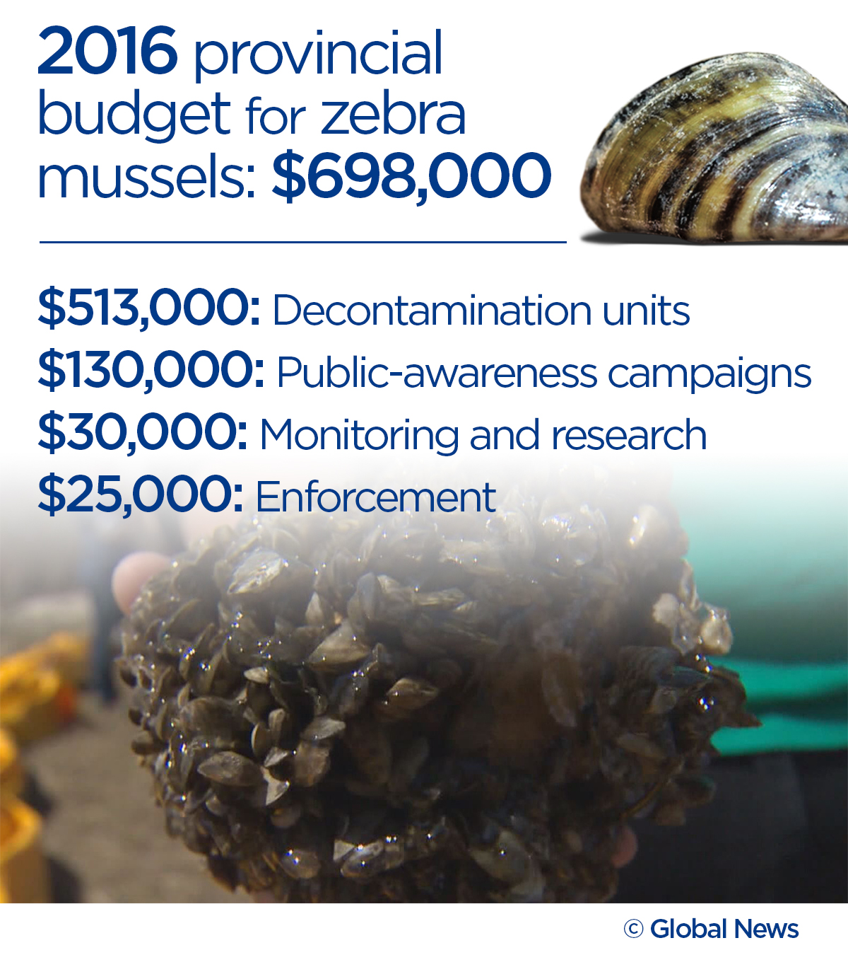 Ripple effect: Zebra mussels could cause province-wide power outages, Manitoba Hydro says - image