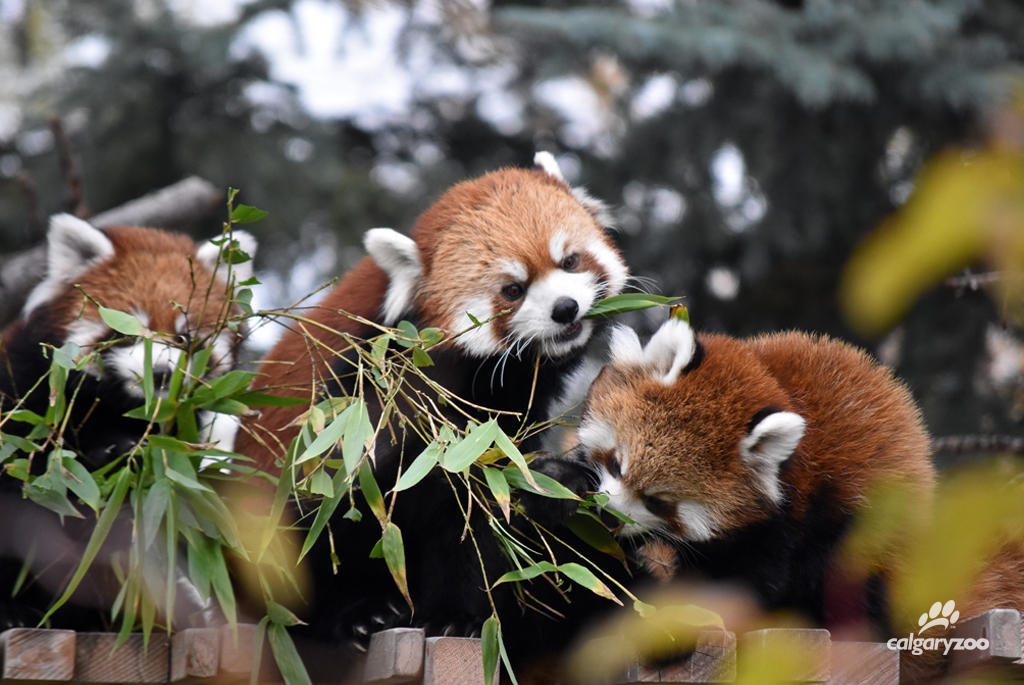 Two male red panda cubs were born at the Calgary Zoo on June 21, 2016 to mom, Sakura, and dad, Dusk. 