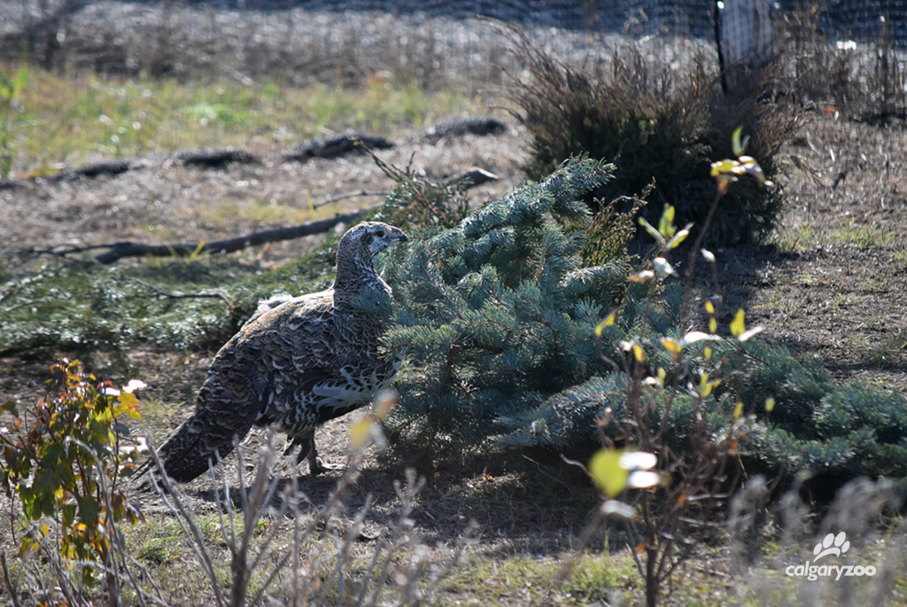 With fewer than 400 greater sage-grouse in Canada, the Calgary Zoo is proud to
open the first breeding facility in Canada for one of the nation’s most endangered birds. Now.