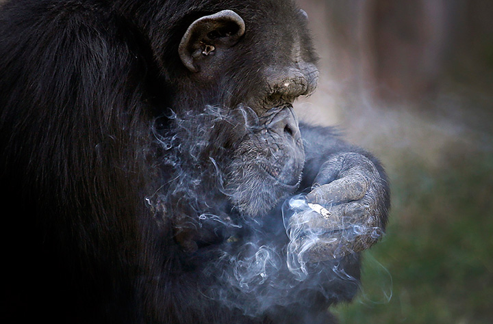 Azalea, a 19-year-old female chimpanzee, smokes a cigarette at the Central Zoo in Pyongyang, North Korea on Wednesday, Oct. 19, 2016.