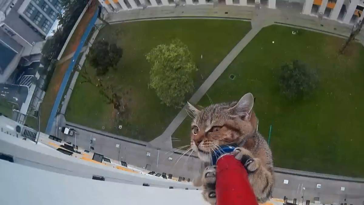 Video shows dizzying rescue of cat stuck on 12th-storey ledge - image