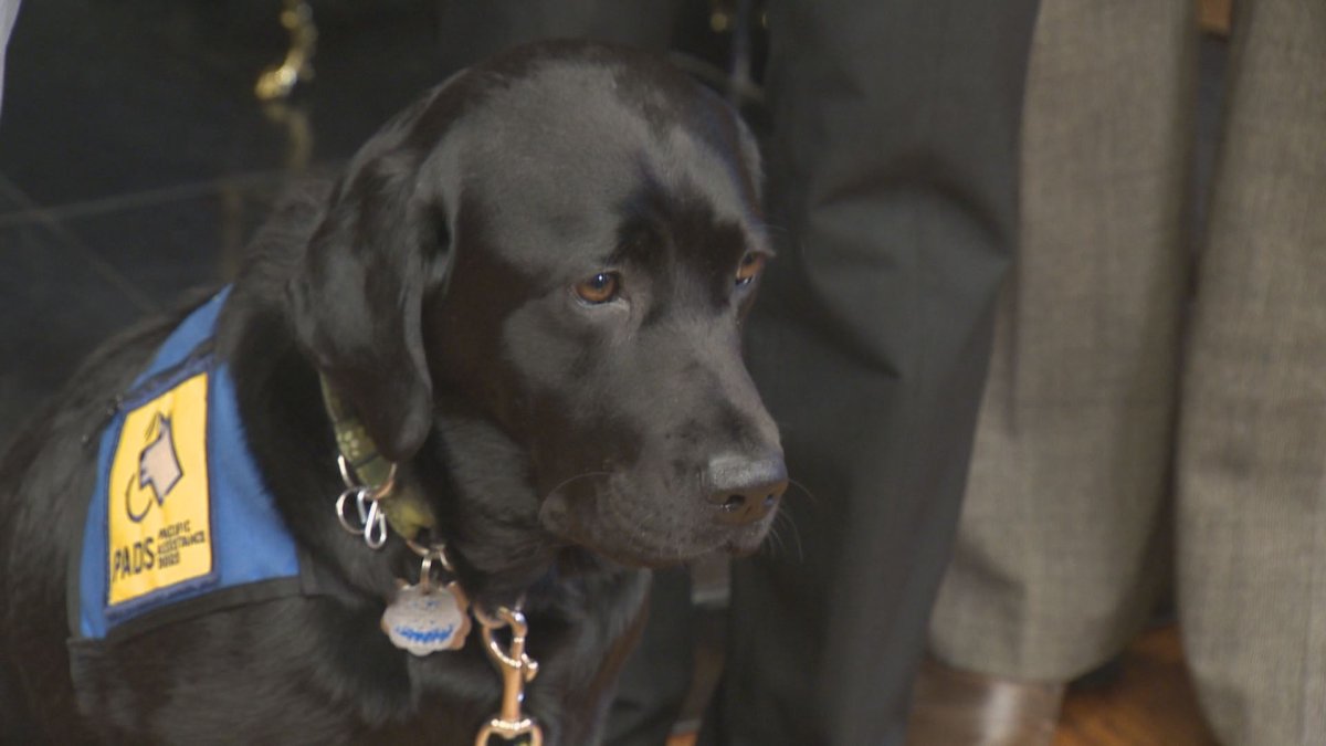 Milan, a 3-year-old labrador, is the first victim-support service dog being used in the Manitoba Justice Department and within the provincial legal system.