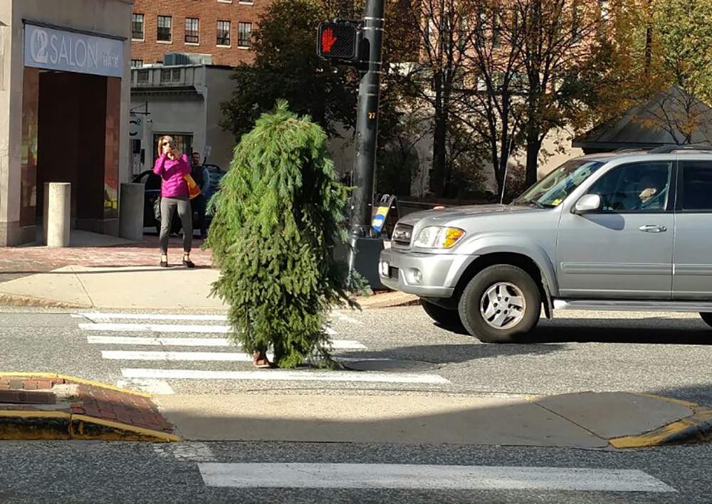 This tree was eventually felled by police.