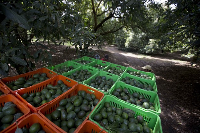 Authorities in Mexico said on Monday, Oct. 31, 2016, that deforestation caused by the expansion of avocado orchards is much higher than previously thought.