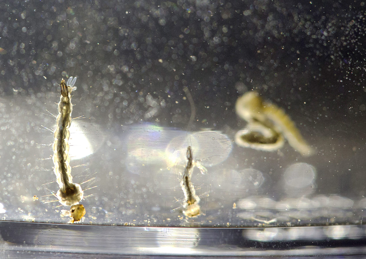  In this Aug. 24, 2016, file photo, Aedes Aegypti mosquito larvae swim in a container at the Florida Mosquito Control District Office in Marathon, Fla. 