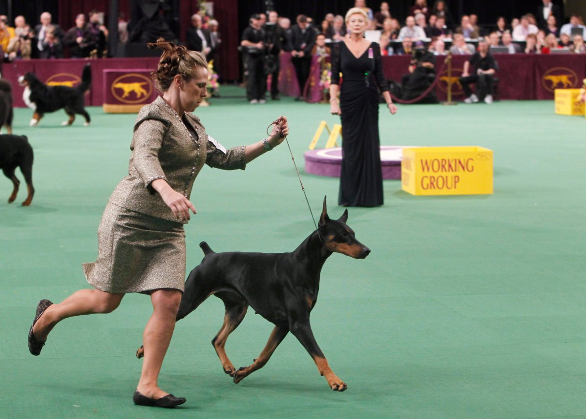 In this Feb. 14, 2012 file photo, Veni Vidi Vici, a Doberman pinscher, competes in the working group, which she later won, during the 136th annual Westminster Kennel Club dog show in New York. 