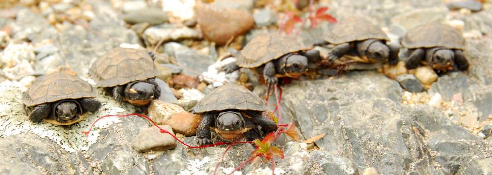 The NS Nature Trust must raise $20,000 by the December 19 to help purchase a turtle sanctuary.