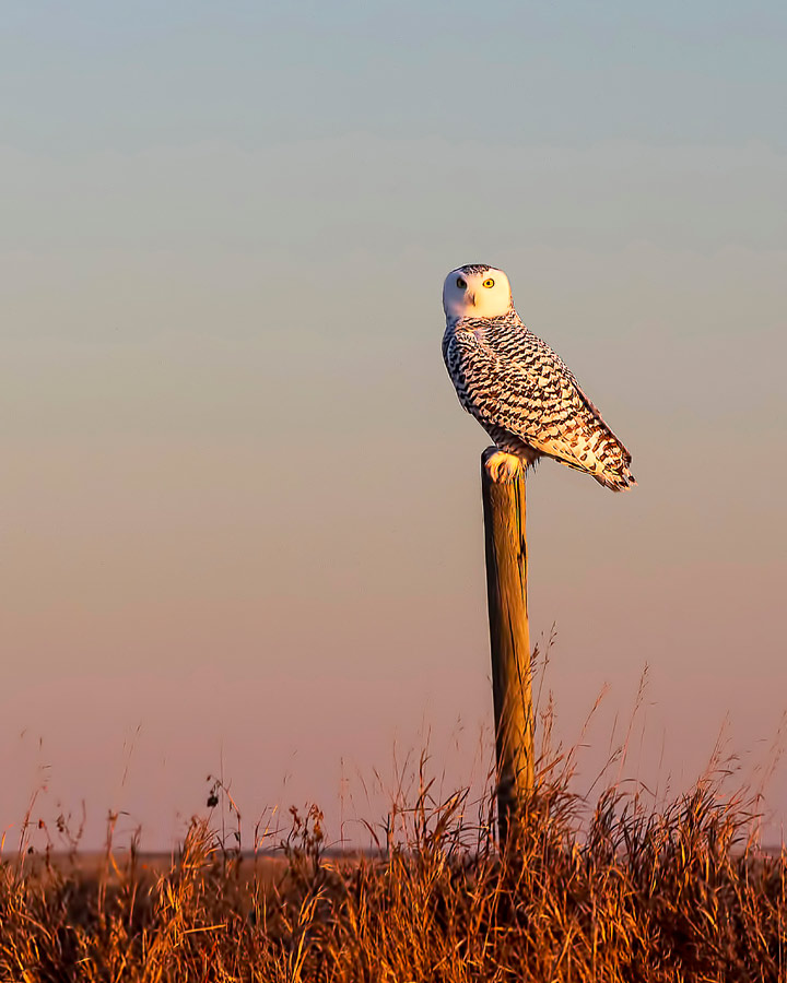 Nov. 17: This Your Saskatchewan photo of an owl was snapped by Philippe Gaudet east of Humboldt.