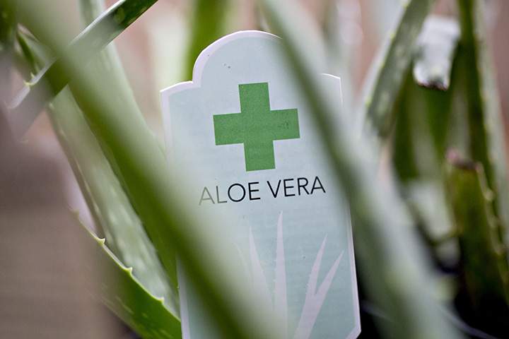 jabones con aloe vera Jabón de aloe vera y espirulina (120gr) – EsaCare main image 1