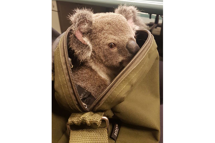 Australian police uncover baby koala after arresting woman on unrelated charges - image