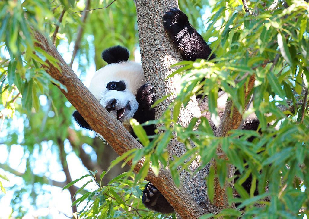 Bei Bei, a male giant panda cub, climbs a tree in his enclosure August 24, 2016 at the National Zoo in Washington, DC.