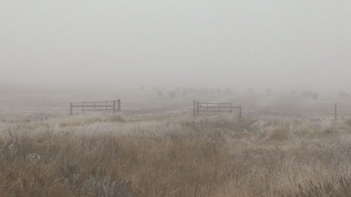 Thousands of cattle set to be destroyed due to bovine tuberculosis - image